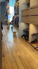 Warning: This Cat & Dog Clip Will Make You LOL 😆