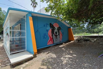 Refugios para perros: ¿por qué son la mejor opción en las zonas urbanas?