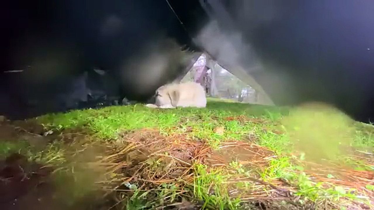 Camping in Heavy Hail,Rainstorm and Thunder ⛈️⚡ • Solo Camping in Heavy Rain with my Dog