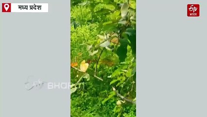 टाइगर रिजर्व में दावत उड़ा रहा था बाघ, सामने पहुंच गया चरवाहा, पेड़ पर चढ़ बचाई जान