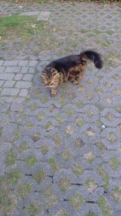 No Time for Chats Human! 🐾💨#shorts #cat #funnycats #funnyanimals #cutecats #Viralcats #fyp