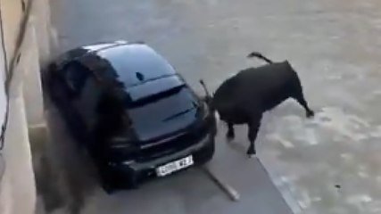 Caos in Spagna: toro carica e distrugge un’auto