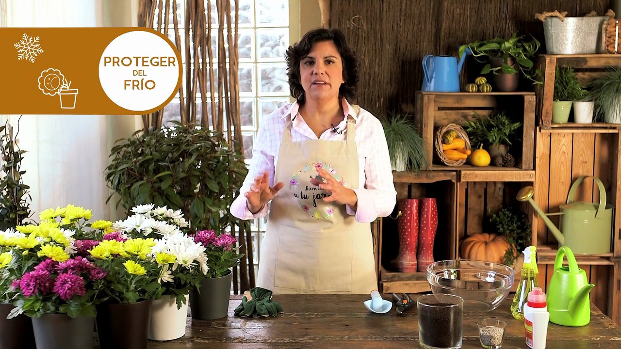 Cuidado de los Crisantemos 🌼🌸