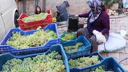 Konya’da Torosların yeşil altını "gök üzüm" hasadı başladı