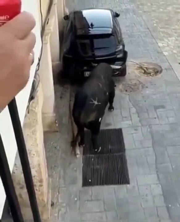 🚨🐂💥 À Tendilla (Guadalajara), un taureau furieux a chargé une voiture en pleine rue et l’a carrément déplacée de sa place ! Scène impressionnante captée en vidéo lors des fêtes locales 😱🚗🔥