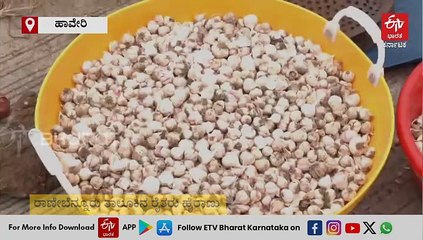 ಕಳೆದ ವರ್ಷ ಕ್ವಿಂಟಲ್‌ಗೆ 30 ಸಾವಿರ; ಈ ವರ್ಷ 3 ಸಾವಿರ! ಪಾತಾಳಕ್ಕಿಳಿದ ಬೆಳ್ಳುಳ್ಳಿ ದರ: ಹಾವೇರಿ ರೈತರು ಕಂಗಾಲು
