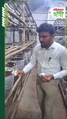 सर्वांत जास्त मागणी असलेले बटण मशरूम कसं पिकवतात?