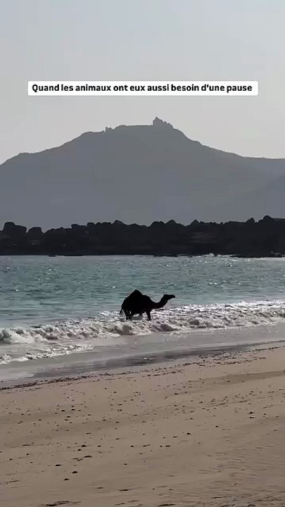 Quand un chameau prend du temps pour lui sur une plage à Oman 🇴🇲