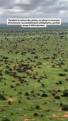 On a trouvé un troupeau d’éléphants 🐘