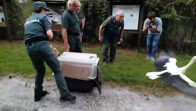 Dopo le cure, gli animali selvatici spiccano il volo