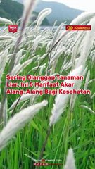 Sering Dianggap Tanaman Liar, Ini 5 Manfaat Akar Alang-Alang Bagi Kesehatan