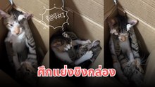 ศึกแย่งชิงกล่องระหว่างแมวสองตัว ได้เริ่มขึ้นแล้ว