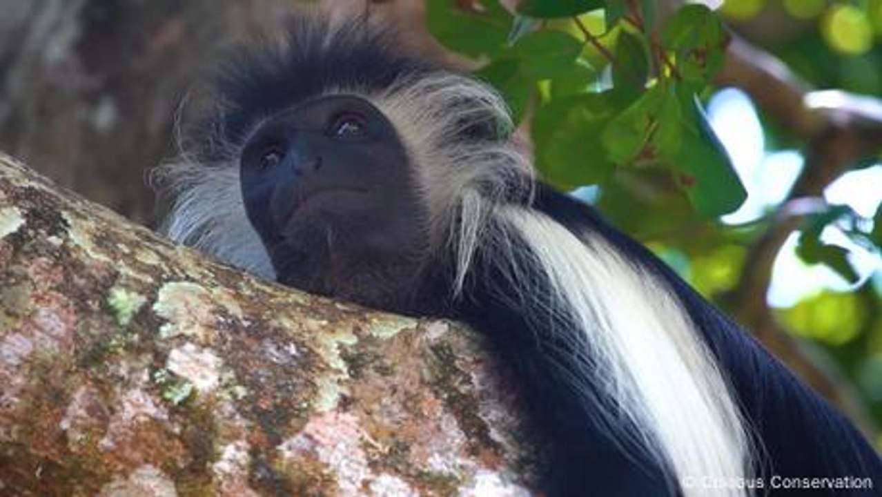 Kenya: Building bridges to help vulnerable colobus monkeys