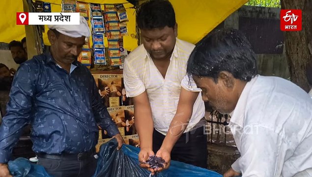 पानी के दैत्य थाई मांगुर की प्रतिबंध के बावजूद स्मगलिंग, पश्चिम बंगाल से पहुंची मछलियां जबलपुर में जब्त