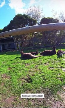 Kangaroos are relaxing chilling | only in Australia 🇦🇺