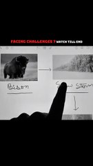 Be the bison in the storm ...#dailymotivation #motivation #Motivate#reel#reels #gymmotıvatıon