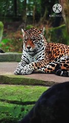 Os animais mais fofos do mundo N•423