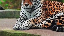 Os animais mais fofos do mundo N•423