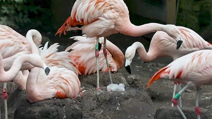 Adorable Flamingo Chick Takes Its First Steps at Edinburgh Zoo 🦩