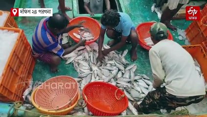 নিম্নচাপের জেরে অমিল রুপোলি শস্য, রান্নাপুজোয় ভরসা চড়া দামের মায়ানমারের ইলিশ