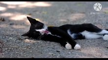 Os animais mais fofos do mundo N•421