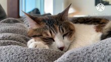 Os animais mais fofos do mundo N•422
