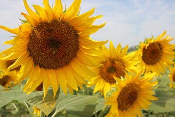 Şehir sarıya büründü: Manzarasıyla mola verdiriyor!