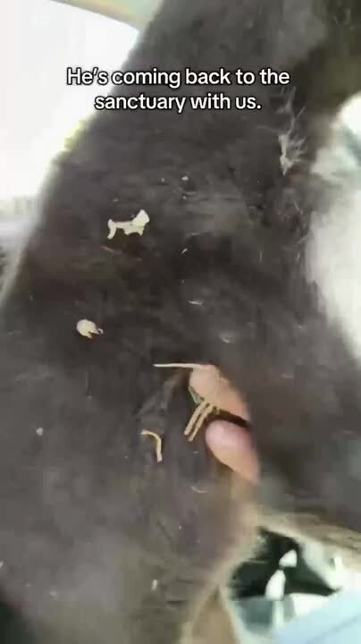 Kind Hearted People Rescue Roadside Puppy and Provide Care