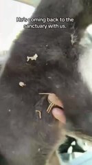 Kind Hearted People Rescue Roadside Puppy and Provide Care