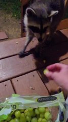 Woman Hand-Feeds Raccoon on Her Porch