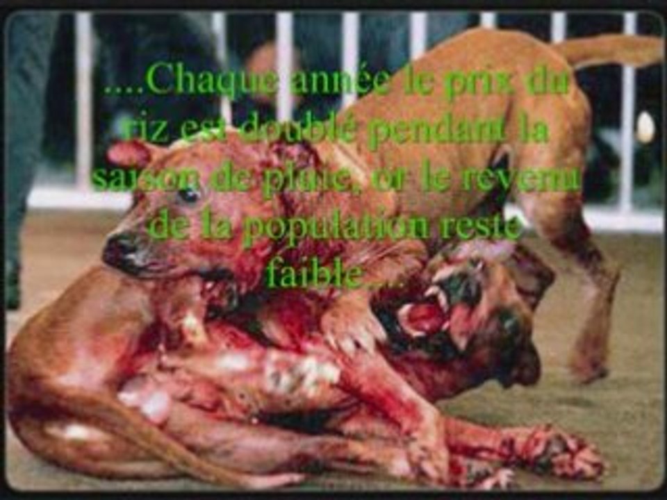 Video Doggycratie -Big Jimda - Big, Jimda, Jim, dah