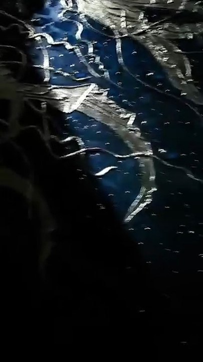 Dance of the Jellyfish