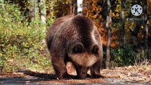 Os animais mais fofos do mundo N•426