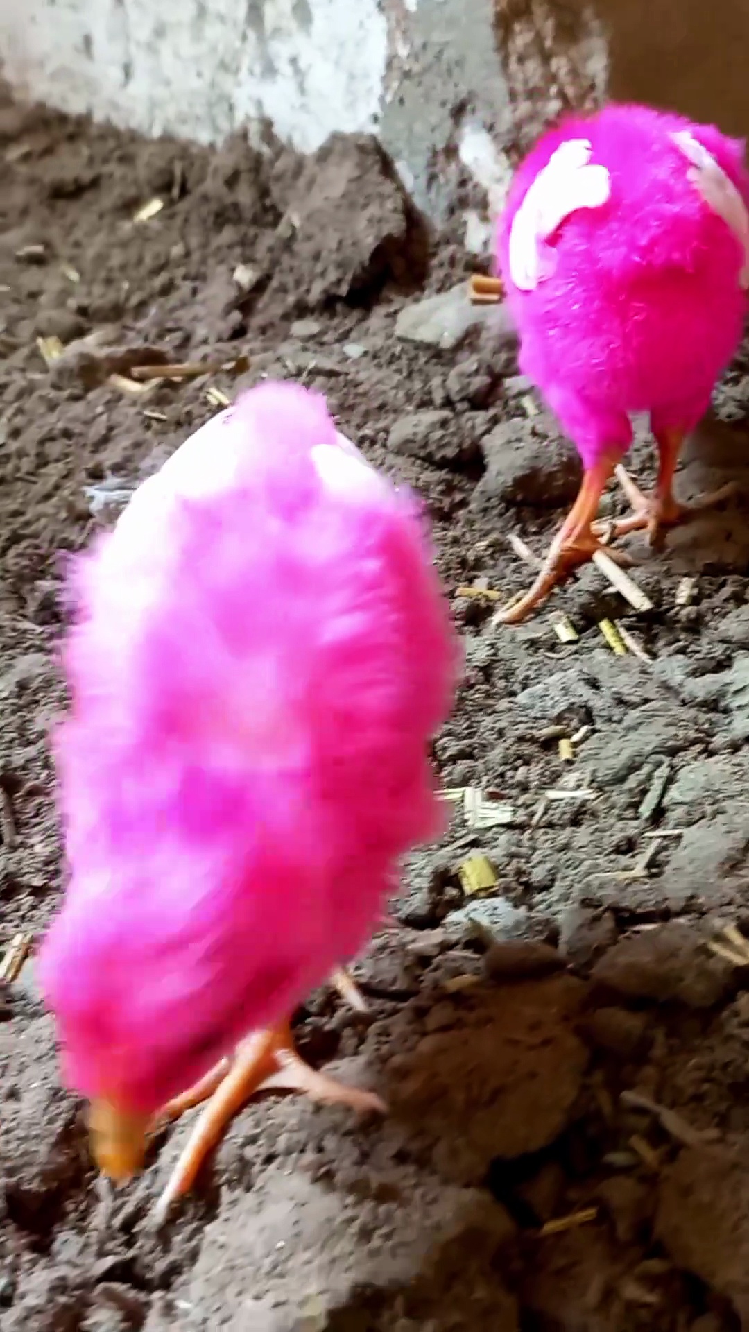 baby chicks video | colorful chicks video | #trending #shorts #chicks #cuteanimals