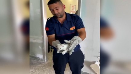 Otogarda duvara sıkışan yavru kediyi itfaiye kurtardı; işte o anlar!