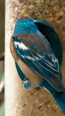 Surah AtTeen  Beautiful Quran Recitation by Ibrahimi  surahteen egzonibrahimi islamicvideo