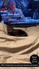 How Cats React When It Owner Cry