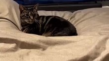 How Cats React When It Owner Cry