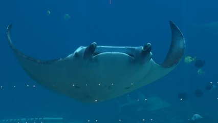 Manta ray glides through the Georgia Aquarium tank in a steady motion