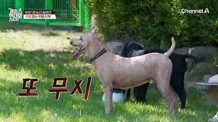 늑대 1호 때문에 생겨난 보호자 간의 대립! '안락사'도 고민했다