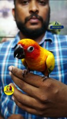 ഇണങ്ങിയ സൺ‌ കൊന്യൂർ  | Fully Tamed sun conure Fairland Pets Phone  Number  9544495581#petsworld  #conure   #petbirds കൂടുതല്‍ വിവരങ്ങള്‍ക്ക് ഫെയർ ലാൻ്റ് പെറ്റ്സ് ,പത്തനംതിട്ട ,ഫോൺ നമ്പർ - 9544495581 / 9745382306Fairland Pets  ,Pathanamthitta