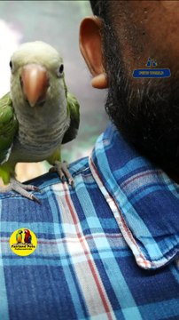 ഇണങ്ങിയ മോങ്ക് പാരറ്റ്| Fully Tamed monk ParrotFairland Pets Phone Number 9544495581#petsworld #monkparakeet #petbirdsകൂടുതല്‍ വിവരങ്ങള്‍ക്ക് ഫെയർ ലാൻ്റ് പെറ്റ്സ് ,പത്തനംതിട്ട ,ഫോൺ നമ്പർ - 9544495581 / 9745382306Fairland Pets Pathanamthitta