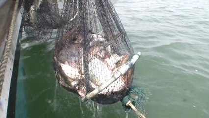 미국, 그물로 잡은 조기·오징어 등 수산물 반입 금지 / YTN