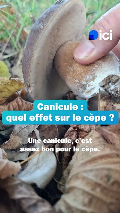 Cèpes : "Une canicule, c'est assez bon" pour la pousse du champignon