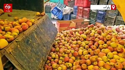 کشمیر کے ’گران‘ سیب: کسانوں کے لیے سہارا یا نقصان؟