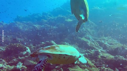 Naughty Turtle Bites Their Neighbor, Gets the Slap Back