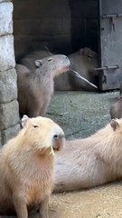 Capybara était majorette avant, une reine du tambour.