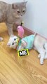 Are you a cat lover? You’ll love these funny cat moments!  #cathumor #catshorts #catplaying