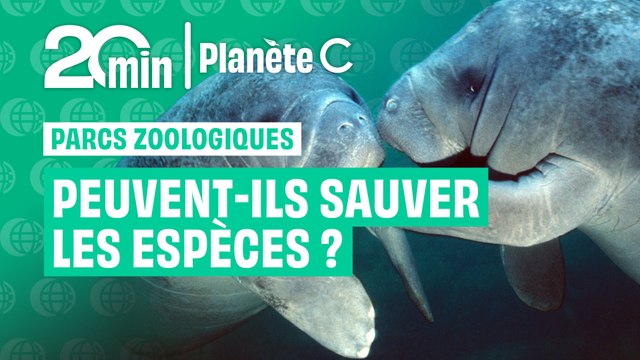Lamantins en disparition : les parcs zoologiques peuvent-ils sauver les espèces ?