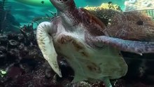 Welcome to Australia 🇦🇺 #nature #viralreelsシ #reels #viral #animals #viralvideo #trendingnow #fbreelsfypシ゚viralシ